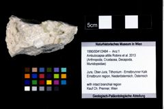 Foto (Objekt + Etikett) von Ambulocapsa altilis (Robins et al., 2013)  (NHMW-GEO-1990-0041-2484)